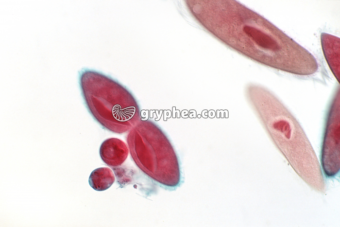 Paramécie en division binaire (reproduction asexuée) x60 - gryphea.org